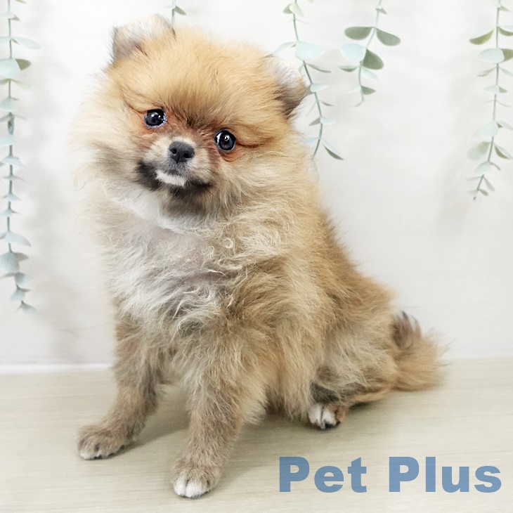 埼玉県のポメラニアン (ペットプラス 上尾店/2025年10月2日生まれ/女の子/オレンジ)の子犬の2枚目の画像