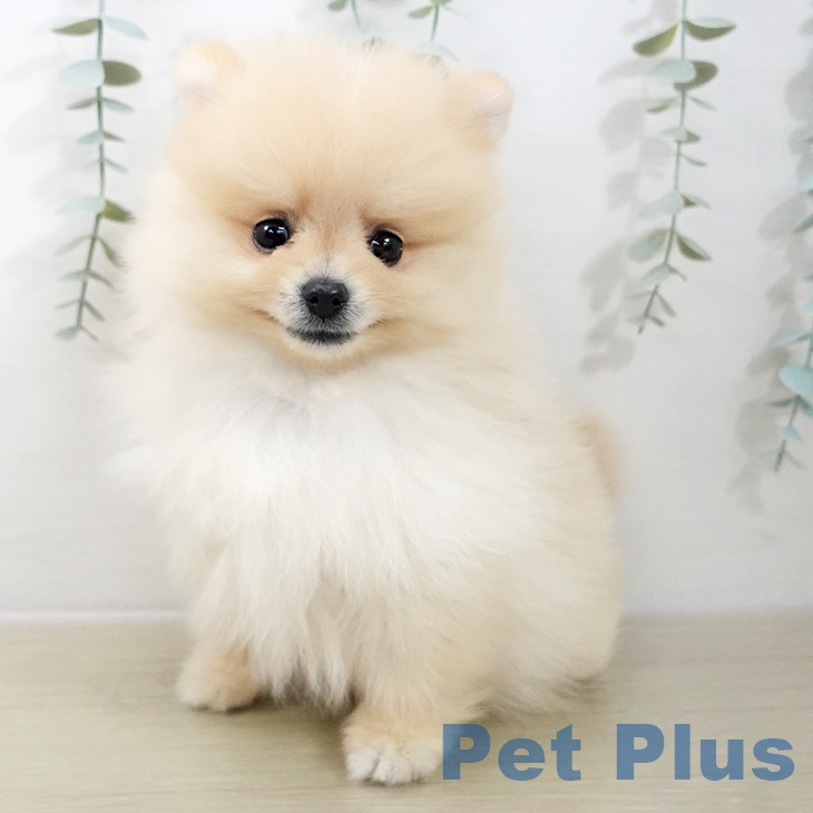 埼玉県のポメラニアン (ペッツワン 吉川美南店/2025年10月2日生まれ/男の子/クリーム)の子犬の1枚目の画像