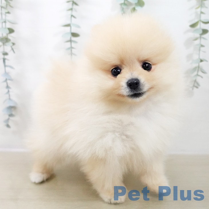 埼玉県のポメラニアン (ペッツワン 吉川美南店/2025年10月2日生まれ/男の子/クリーム)の子犬の2枚目の画像
