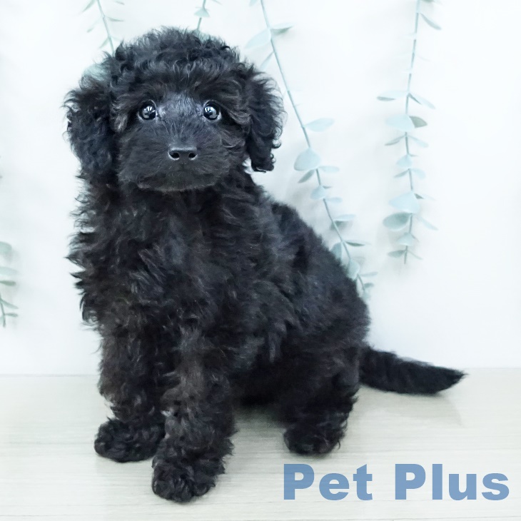 神奈川県のトイプードル(トイ) (ペットプラス 座間店/2025年10月2日生まれ/男の子/ブラック)の子犬の1枚目の画像