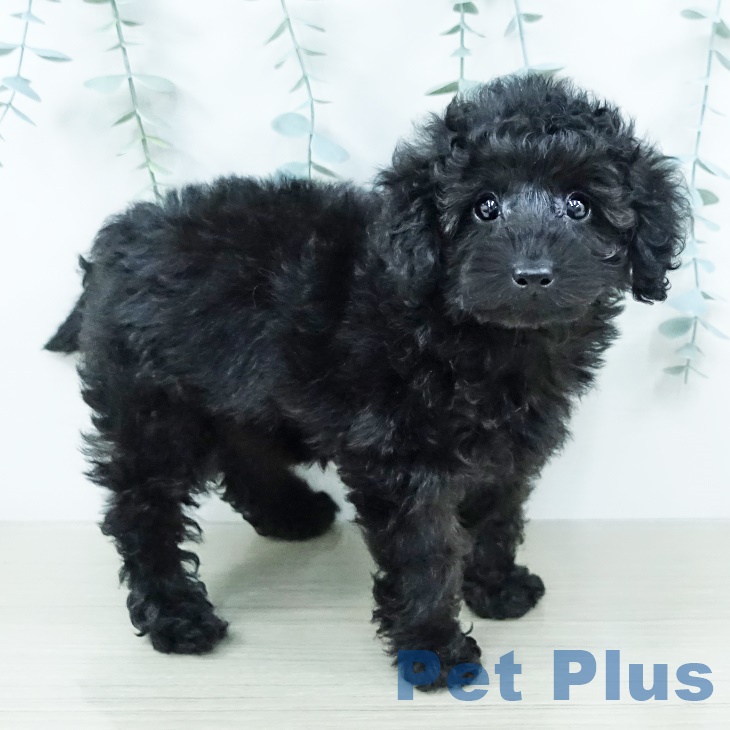 神奈川県のトイプードル(トイ) (ペットプラス 座間店/2025年10月2日生まれ/男の子/ブラック)の子犬の2枚目の画像