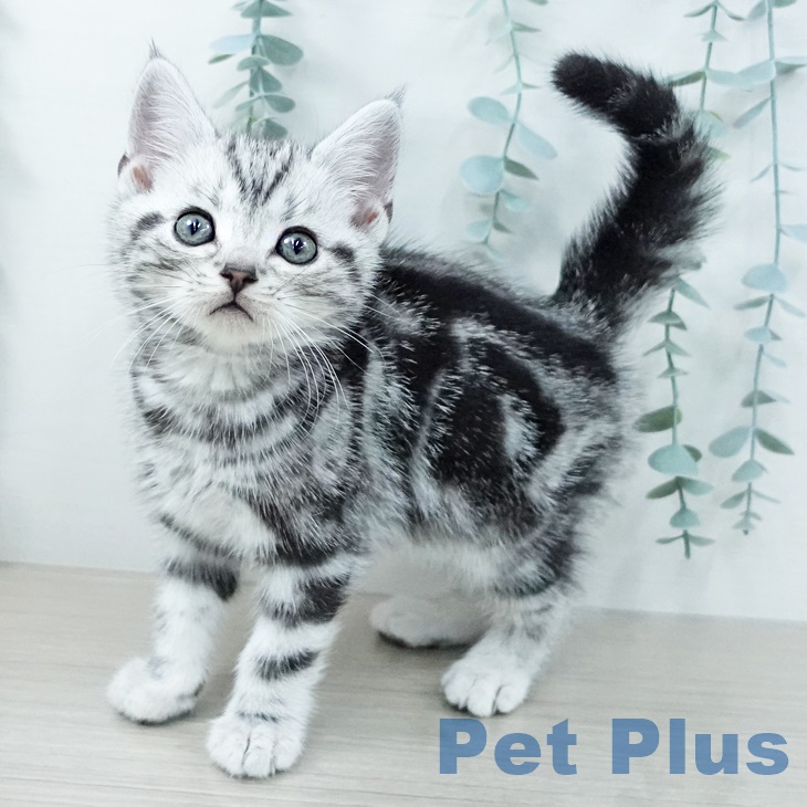 埼玉県のアメリカンショートヘアー (ペッツワン 吉川美南店/2025年10月3日生まれ/男の子/シルバータビー)の子猫の1枚目の画像