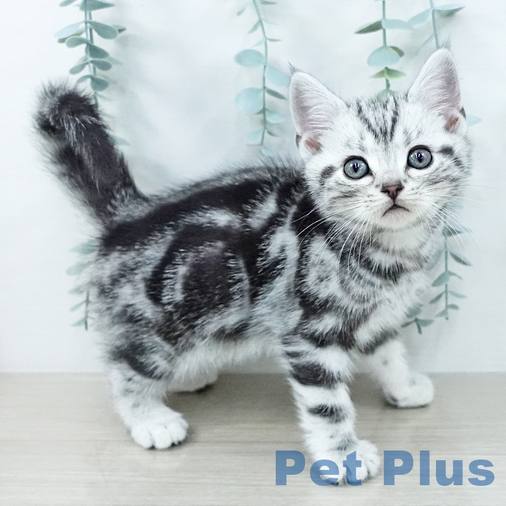 埼玉県のアメリカンショートヘアー (ペッツワン 吉川美南店/2025年10月3日生まれ/男の子/シルバータビー)の子猫の2枚目の画像