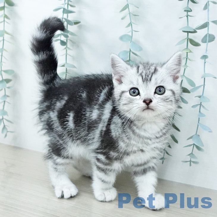 アメリカンショートヘア