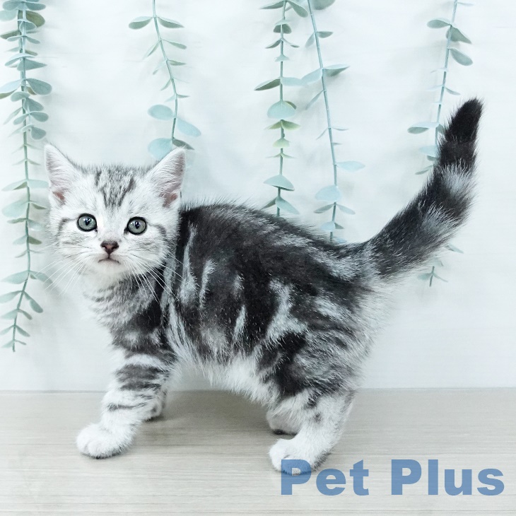 アメリカンショートヘア