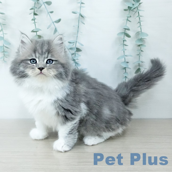 埼玉県のサイベリアン (ペッツワン 吉川美南店/2025年10月1日生まれ/男の子/ブルータビーホワイト)の子猫の1枚目の画像
