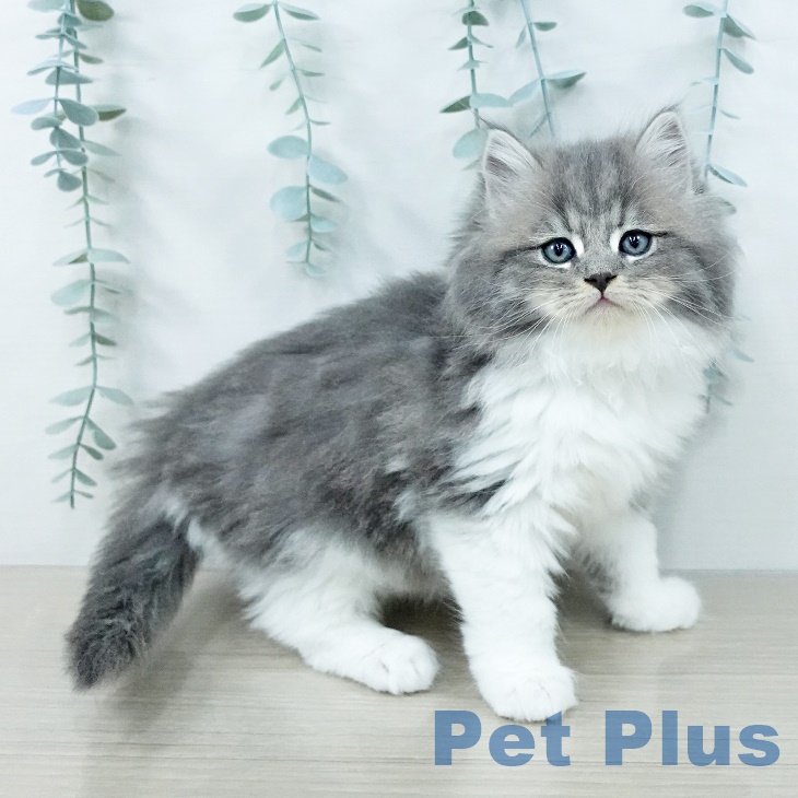 埼玉県のサイベリアン (ペッツワン 吉川美南店/2025年10月1日生まれ/男の子/ブルータビーホワイト)の子猫の2枚目の画像