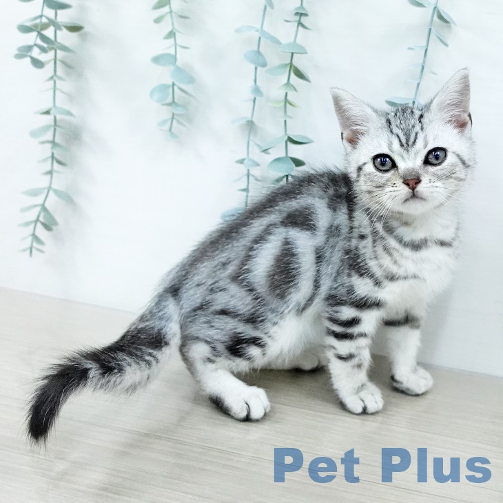 岡山県のアメリカンショートヘアー (ペットプラス 岡山店/2025年9月25日生まれ/男の子/シルバータビー)の子猫