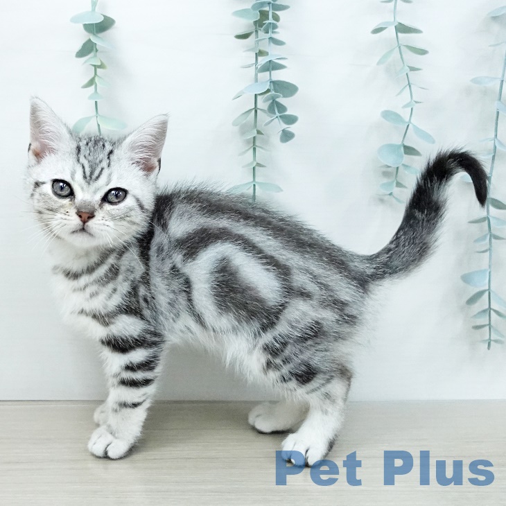 アメリカンショートヘア