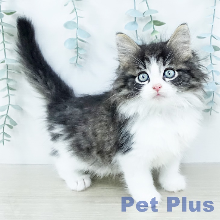 ノルウェージャンフォレストキャット