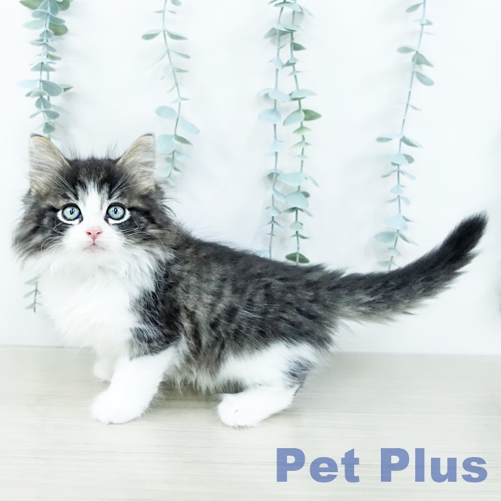 ノルウェージャンフォレストキャット