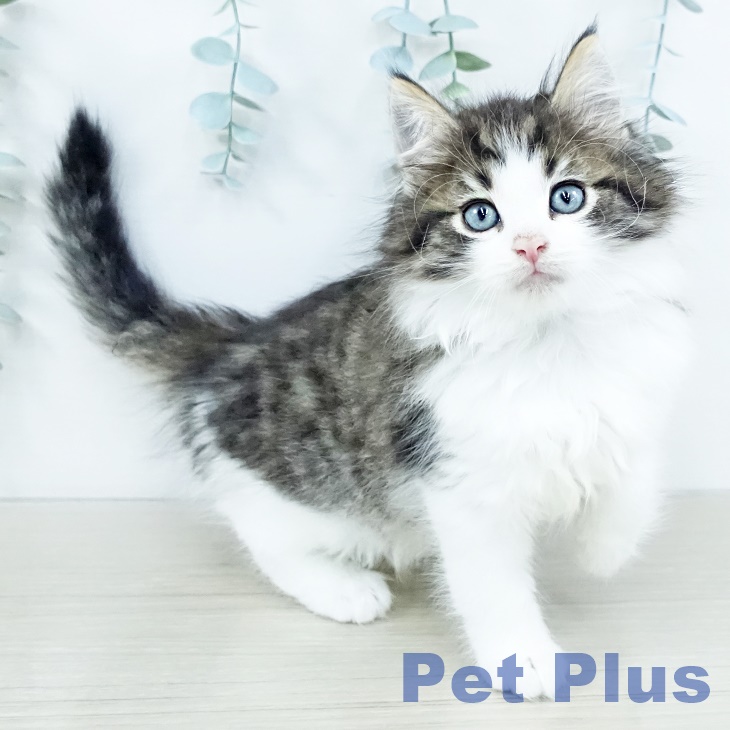 埼玉県のノルウェージャンフォレストキャット (ペッツワン 吉川美南店/2025年10月2日生まれ/男の子/ブラウンマッカレルタビーホワイト)の子猫の1枚目の画像