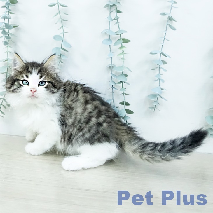 埼玉県のノルウェージャンフォレストキャット (ペッツワン 吉川美南店/2025年10月2日生まれ/男の子/ブラウンマッカレルタビーホワイト)の子猫の2枚目の画像