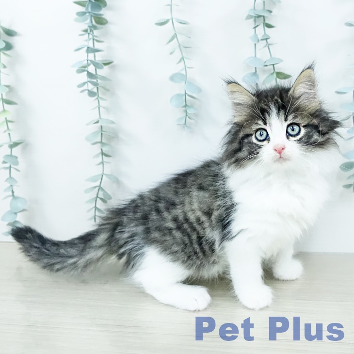 ノルウェージャンフォレストキャット