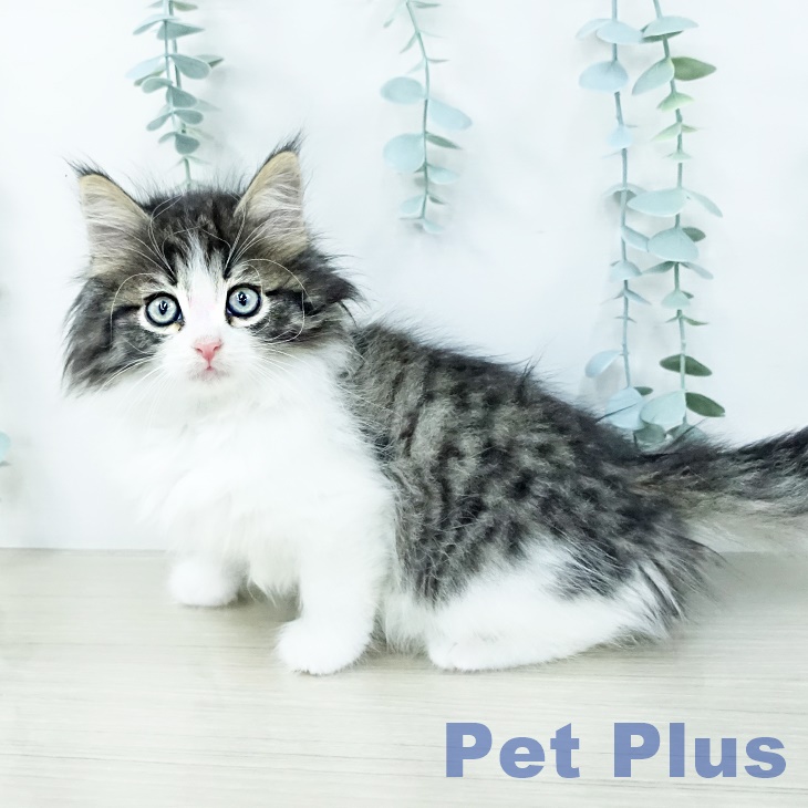 ノルウェージャンフォレストキャット