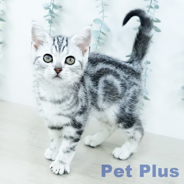 アメリカンショートヘア