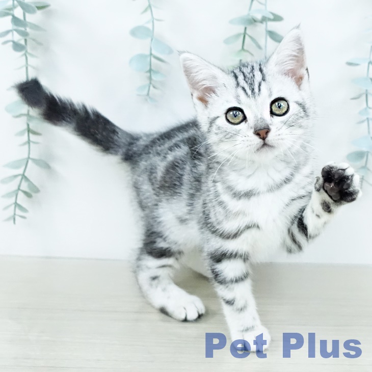 アメリカンショートヘア