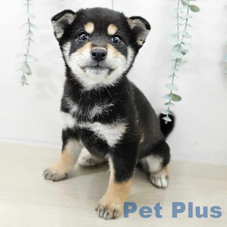 千葉県の柴犬(標準サイズ) (ペットプラス 幕張新都心店/2025年10月7日生まれ/男の子/黒)の子犬