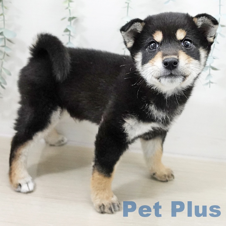 千葉県の柴犬(標準サイズ) (ペットプラス 幕張新都心店/2025年10月7日生まれ/男の子/黒)の子犬の2枚目の画像