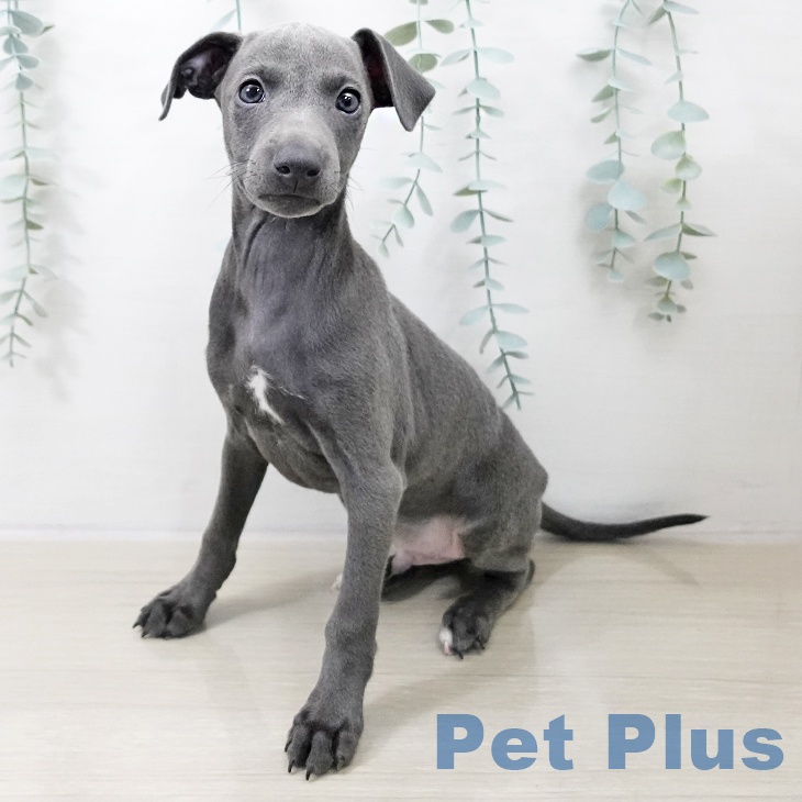 イタリアン・グレーハウンド