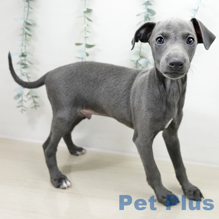 イタリアン・グレーハウンド