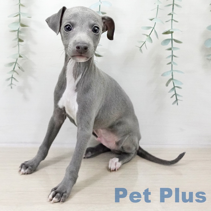 千葉県のイタリアングレーハウンド (ペットプラス 幕張新都心店/2025年10月6日生まれ/男の子/ブルーホワイトマーキングス)の子犬