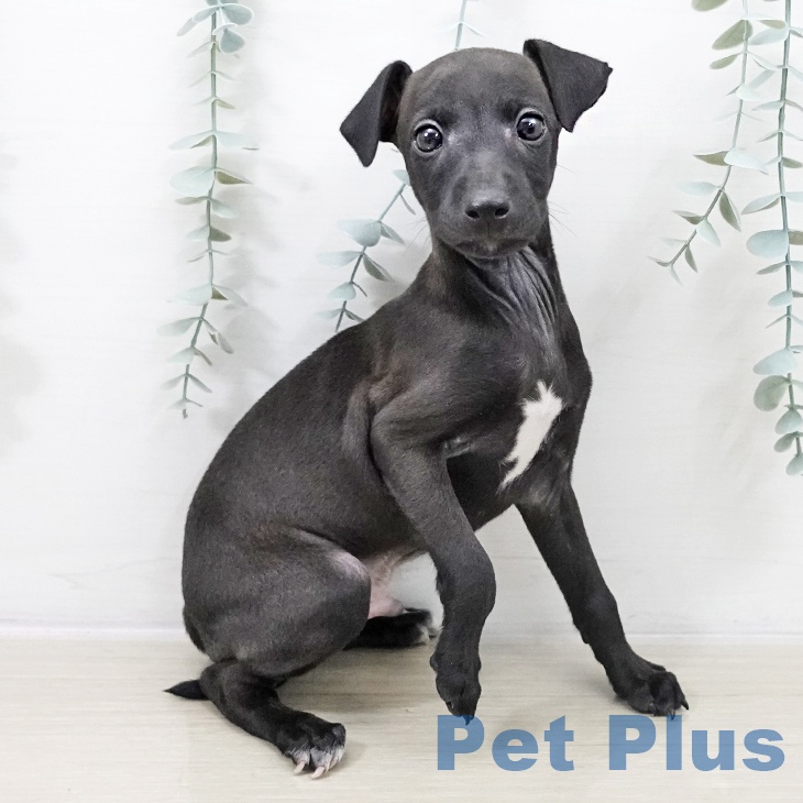 千葉県のイタリアングレーハウンド (ペッツワン 千葉ニュータウン店/2025年10月6日生まれ/男の子/ブラックホワイトマーキングス)の子犬の1枚目の画像