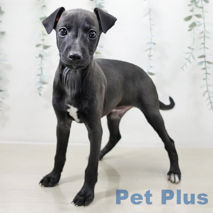 千葉県のイタリアングレーハウンド (ペッツワン 千葉ニュータウン店/2025年10月6日生まれ/男の子/ブラックホワイトマーキングス)の子犬の2枚目の画像