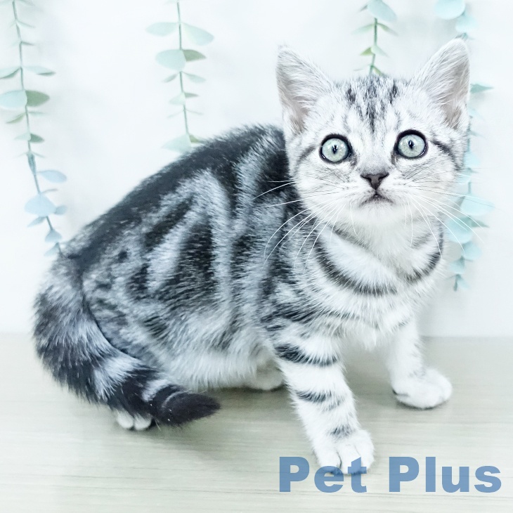 茨城県のアメリカンショートヘアー (ペットプラス つくば店/2025年9月22日生まれ/男の子/シルバータビー)の子猫