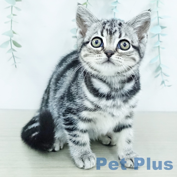 アメリカンショートヘア