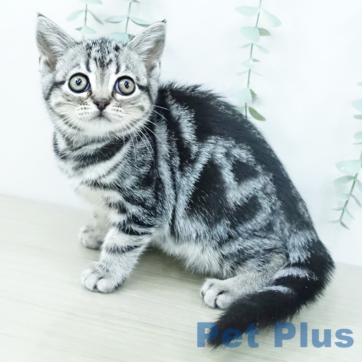 アメリカンショートヘア