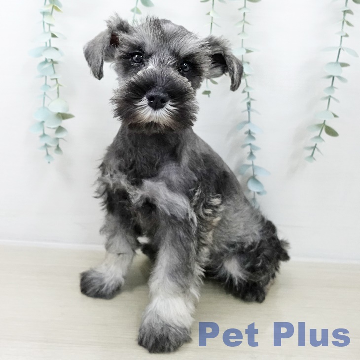 長野県のミニチュアシュナウザー (ペットプラス 須坂店/2025年10月4日生まれ/女の子/ソルトペッパー)の子犬の1枚目の画像