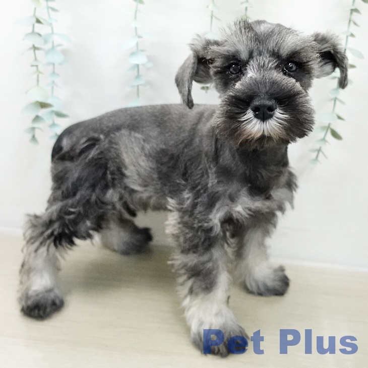 長野県のミニチュアシュナウザー (ペットプラス 須坂店/2025年10月4日生まれ/女の子/ソルトペッパー)の子犬の2枚目の画像