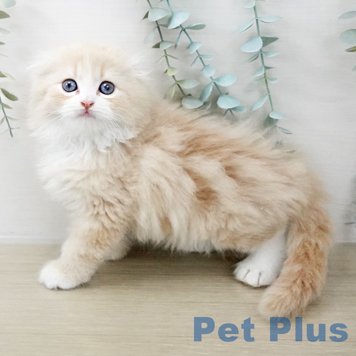 スコティッシュフォールド