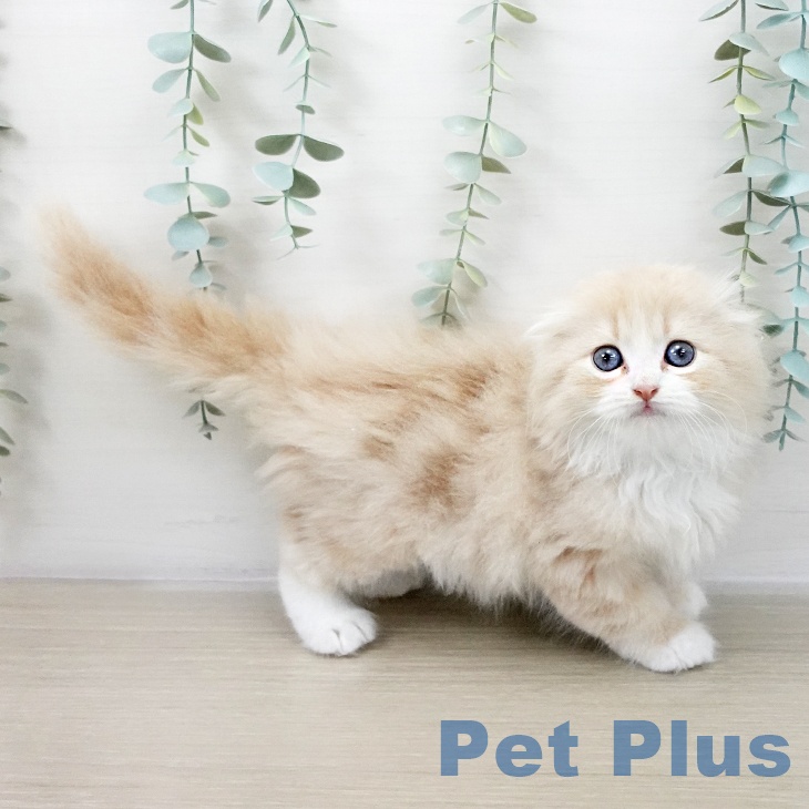 スコティッシュフォールド