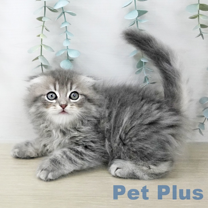 茨城県のスコティッシュフォールド (ペットプラス つくば店/2025年10月9日生まれ/男の子/ブルータビーホワイト)の子猫