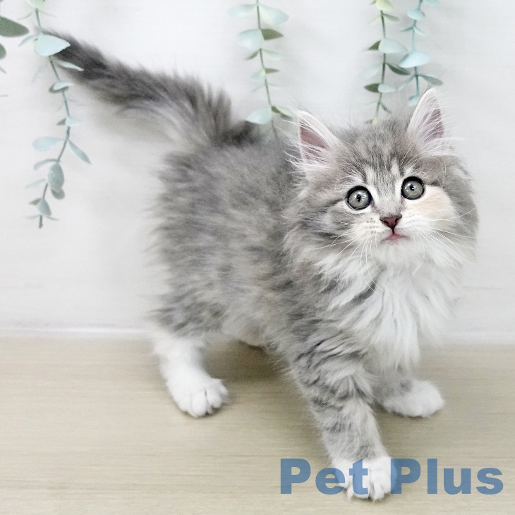 神奈川県のラガマフィン (ペットプラス ゆめが丘ソラトス店/2025年10月10日生まれ/女の子/ブルーパッチドタビーホワイト)の子猫