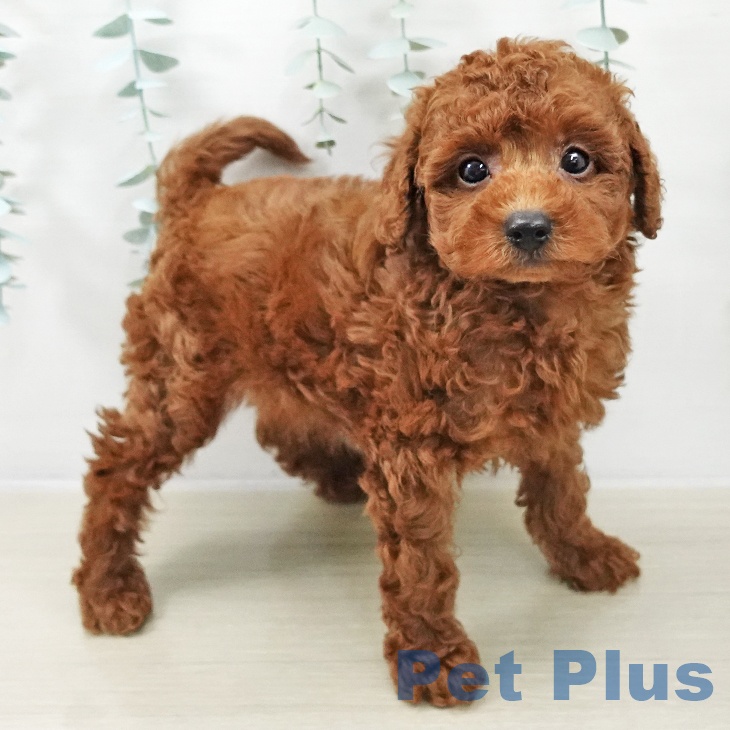 神奈川県のトイプードル(トイ) (ペットプラス ゆめが丘ソラトス店/2025年10月10日生まれ/男の子/レッド)の子犬