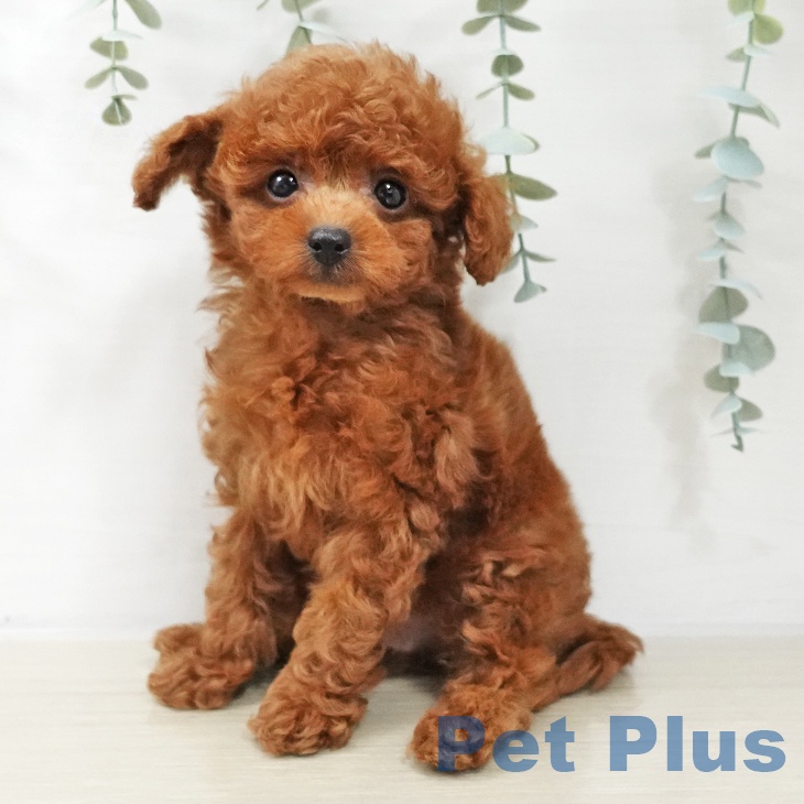 千葉県のトイプードル(トイ) (ペッツワン 千葉ニュータウン店/2025年10月10日生まれ/男の子/レッド)の子犬の1枚目の画像