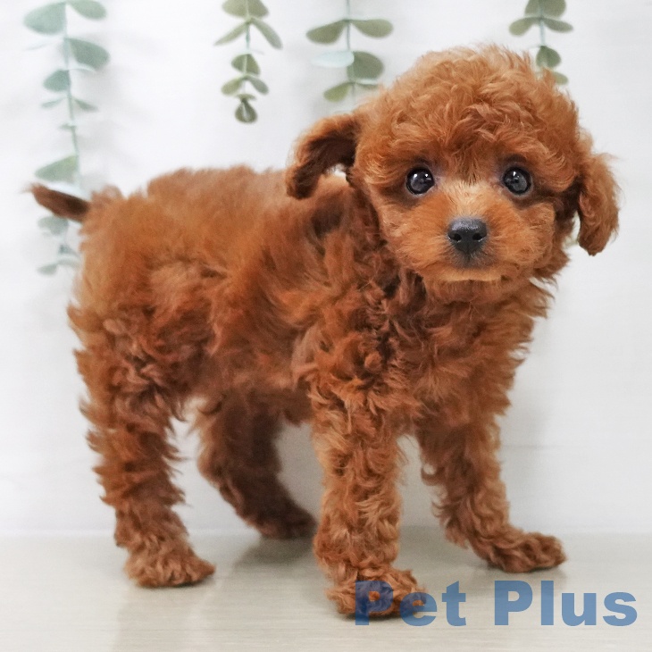 千葉県のトイプードル(トイ) (ペッツワン 千葉ニュータウン店/2025年10月10日生まれ/男の子/レッド)の子犬の2枚目の画像