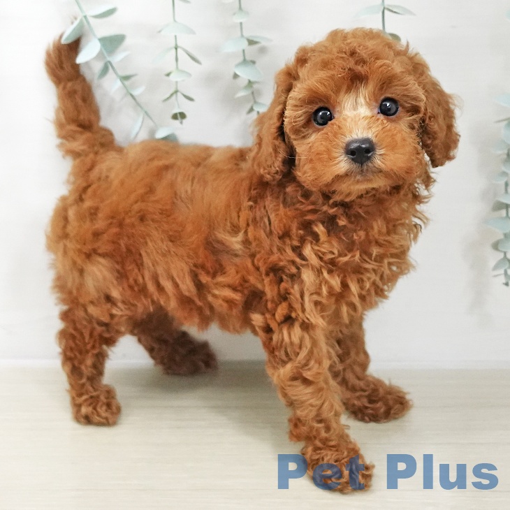 トイ・プードル