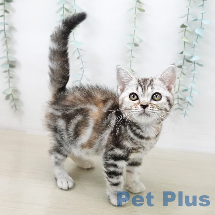 福島県のアメリカンショートヘアー (ペットプラス 福島店/2025年10月4日生まれ/女の子/シルバーパッチドタビー)の子猫の1枚目の画像