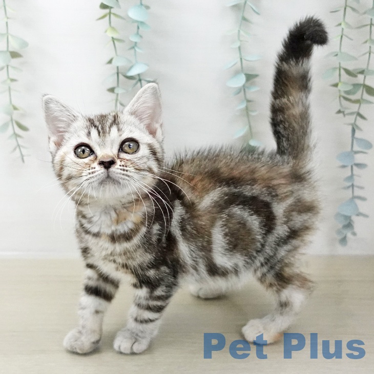 福島県のアメリカンショートヘアー (ペットプラス 福島店/2025年10月4日生まれ/女の子/シルバーパッチドタビー)の子猫の2枚目の画像