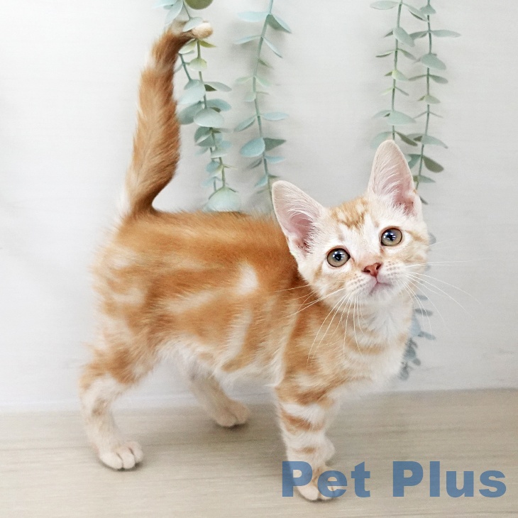 神奈川県のアメリカンショートヘアー (ペットプラス 新百合丘店/2025年10月10日生まれ/女の子/レッドタビー)の子猫の1枚目の画像