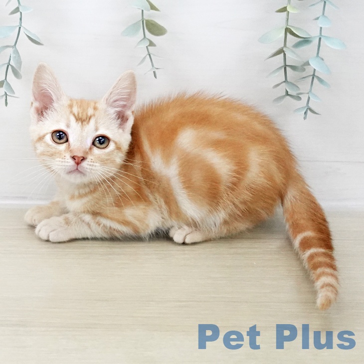 神奈川県のアメリカンショートヘアー (ペットプラス 新百合丘店/2025年10月10日生まれ/女の子/レッドタビー)の子猫の2枚目の画像