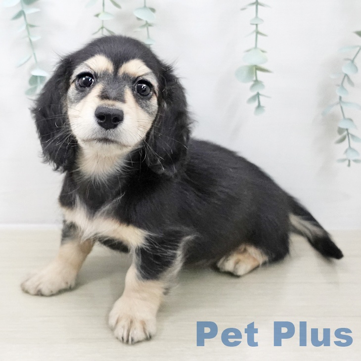 神奈川県のミニチュアダックスフンド(ロング) (ペットプラス 座間店/2025年10月10日生まれ/男の子/ブラックイエロー)の子犬の1枚目の画像