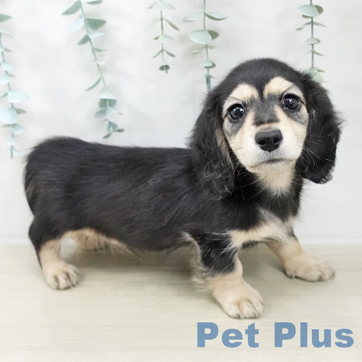 神奈川県のミニチュアダックスフンド(ロング) (ペットプラス 座間店/2025年10月10日生まれ/男の子/ブラックイエロー)の子犬の2枚目の画像