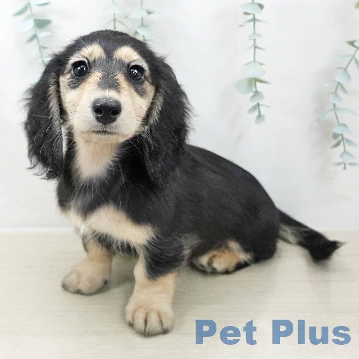 長野県のミニチュアダックスフンド(ロング) (ペットプラス 須坂店/2025年10月10日生まれ/女の子/ブラックイエロー)の子犬の1枚目の画像