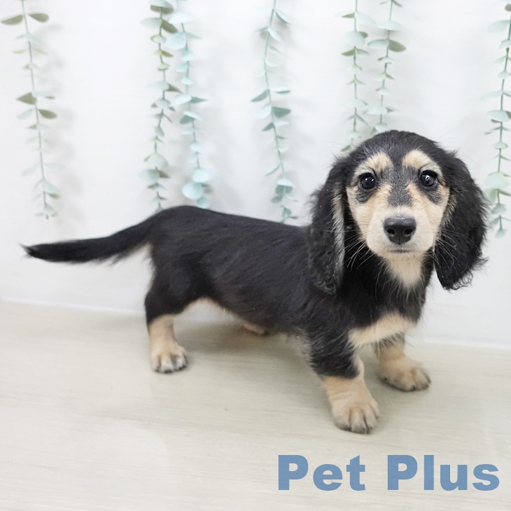 長野県のミニチュアダックスフンド(ロング) (ペットプラス 須坂店/2025年10月10日生まれ/女の子/ブラックイエロー)の子犬の2枚目の画像