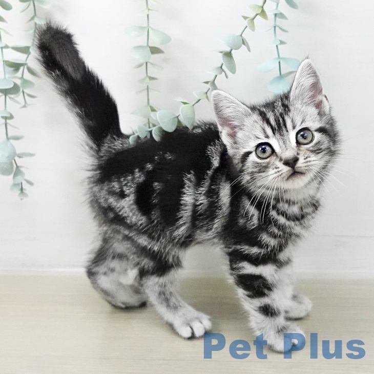 アメリカンショートヘア